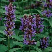 Agastache 'Black Adder'