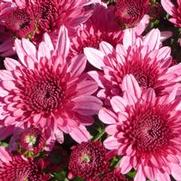 Chrysanthemum 'Avalon Pink'