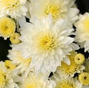 Chrysanthemum Garden Mum 'Butter N Cream' Chrysanthemum Garden Mum 'Butter N Cream'