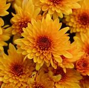 Chrysanthemum 'Fireglow'