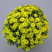 Chrysanthemum Garden Mum 'Key Lime' Chrysanthemum Garden Mum 'Key Lime'