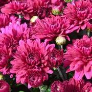 Chrysanthemum 'Plumberry Purple'