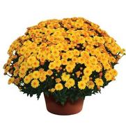 Chrysanthemum Garden Mum 'Golden Cheryl' Chrysanthemum Garden Mum 'Golden Cheryl'