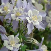 Aquilegia hybrid 'Songbird Blue Bird' Aquilegia hybrid 'Songbird Blue Bird'