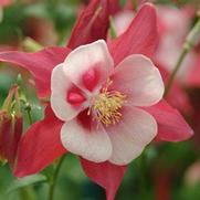 Aquilegia hybrid 'Songbird Cardinal' Aquilegia hybrid 'Songbird Cardinal'