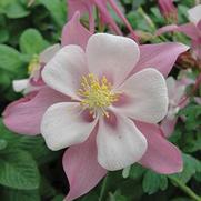 Aquilegia hybrid 'Songbird Robin' Aquilegia hybrid 'Songbird Robin'