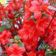 Azalea hybrid 'Stewartstonian'