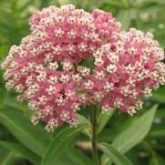 Asclepias incarnata 'Cinderella'