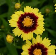 Coreopsis hybrid 'Uptick Yellow & Red'