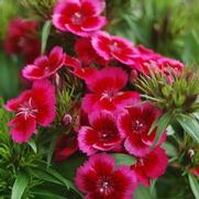 Dianthus barbatus 'Barbarini Red' Dianthus barbatus 'Barbarini Red'