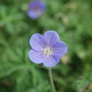 Geranium hybrid 'Johnson's Blue' Geranium hybrid 'Johnson's Blue'