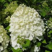 Hydrangea paniculata 'Limelight Tree Form' Hydrangea paniculata 'Limelight Tree Form'