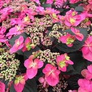 Hydrangea serrata 'Tuff Stuff Red' Hydrangea serrata 'Tuff Stuff Red'