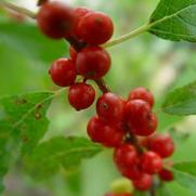 Ilex verticillata 'Sweetheart' Ilex verticillata 'Sweetheart'