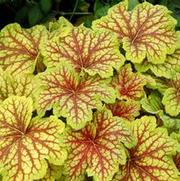 Heuchera hybrid 'Red Lightning' Heuchera hybrid 'Red Lightning'