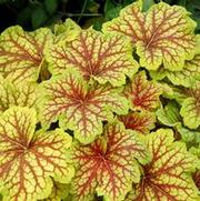 Heuchera hybrid 'Red Lightning'