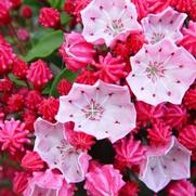Kalmia latifolia 'Nathan Hale' Kalmia latifolia 'Nathan Hale'