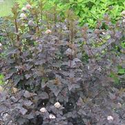 Physocarpus opulifolius 'Diabolo' Physocarpus opulifolius 'Diabolo'