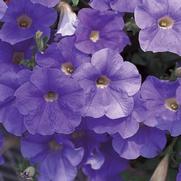 Petunia hybrid 'Surfinia Sky Blue'