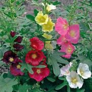 Alcea rosea 'Spotlight Las Vegas' Alcea rosea 'Spotlight Las Vegas'