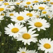 Leucanthemum superbum 'Brightside' Leucanthemum superbum 'Brightside'