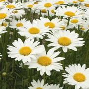 Leucanthemum superbum 'Brightside'