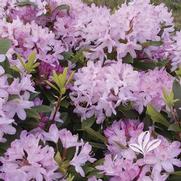 Rhododendron max. 'Roseum'