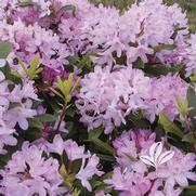 Rhododendron max. 'Roseum' Rhododendron max. 'Roseum'