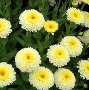 Leucanthemum superbum 'Luna' Leucanthemum superbum 'Luna'