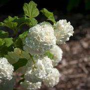 Viburnum opulus 'Roseum'