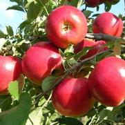 Malus domestica 'Crimson Crisp' Malus domestica 'Crimson Crisp'