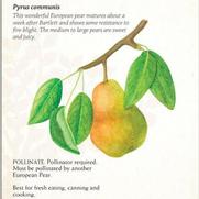 Pyrus communis 'Moonglow'