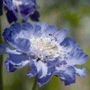 Scabiosa columbaria 'Fama Deep Blue'