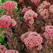 Sedum 'Thunderhead' Sedum 'Thunderhead'