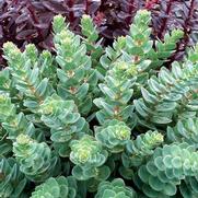 Sedum 'Rosetta' Sedum 'Rosetta'