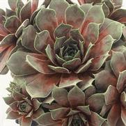 Sempervivum 'Kalinda' Sempervivum 'Kalinda'