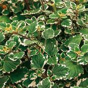 Plectranthus coleoides 'Variegata'