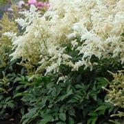 Astilbe japonica 'Deutschland' Astilbe japonica 'Deutschland'