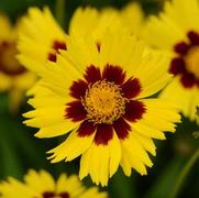 Coreopsis grandiflora 'SunKiss' Coreopsis grandiflora 'SunKiss'