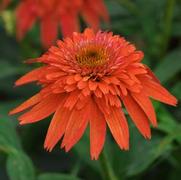 Echinacea purpurea 'Double Scoop Mandarin' Echinacea purpurea 'Double Scoop Mandarin'