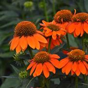 Echinacea purpurea 'Sombrero Adobe Orange' Echinacea purpurea 'Sombrero Adobe Orange'
