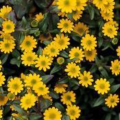 Sanvitalia speciosa 'Sunbini' Sanvitalia speciosa 'Sunbini'