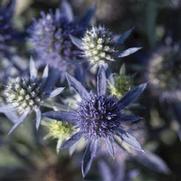 Eryngium planum 'Blue Hobbit'