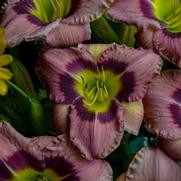 Hemerocallis hybrid 'Always Afternoon'