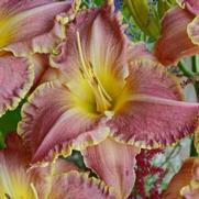 Hemerocallis hybrid 'Judy Judy' Hemerocallis hybrid 'Judy Judy'
