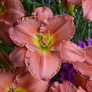 Hemerocallis hybrid 'Scottish Fantasy'