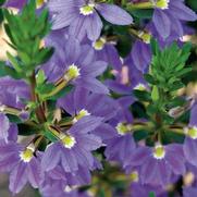 Scaevola hybrid 'Whirlwind Blue' Scaevola hybrid 'Whirlwind Blue'