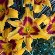 Hemerocallis hybrid 'Rainbow Rhythm Tiger Swirl'