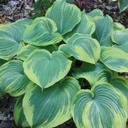 Hosta hybrid 'Earth Angel'