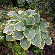 Hosta hybrid 'Sagae' Hosta hybrid 'Sagae'